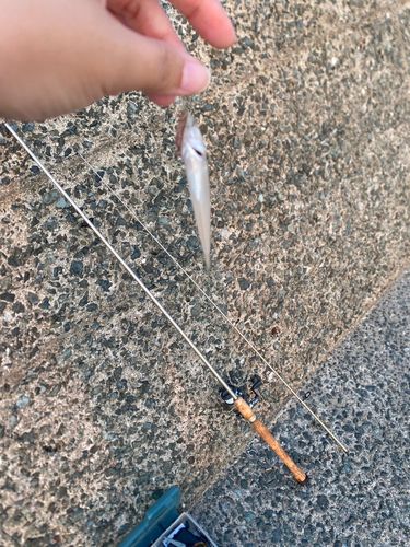 キスの釣果