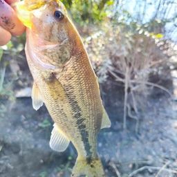 ラージマウスバス