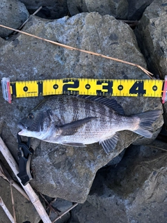 チヌの釣果