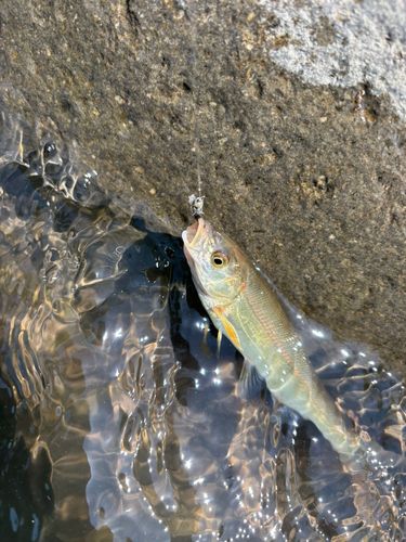 ウグイの釣果