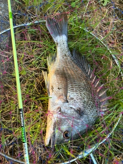 チヌの釣果