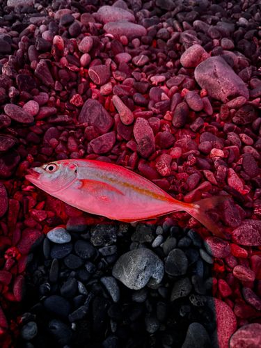 シマアジの釣果