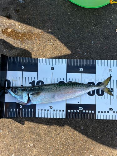 サバの釣果