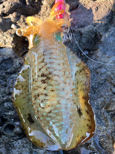 アオリイカの釣果