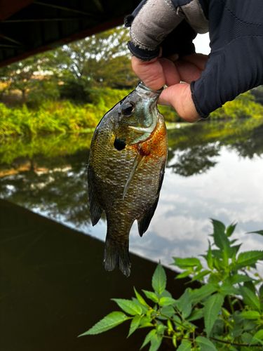 ブルーギルの釣果