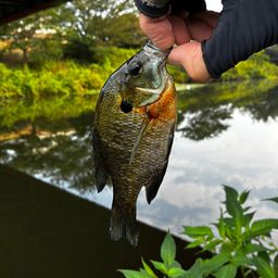 ブルーギル