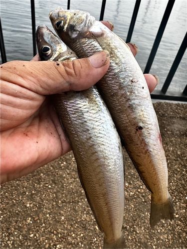 キスの釣果
