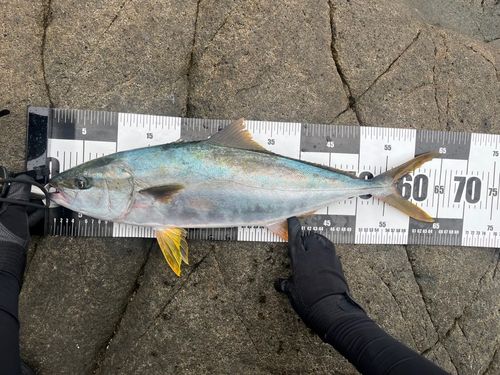 ヒラマサの釣果