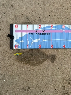 ソゲの釣果