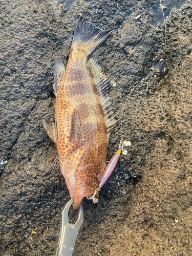 オオモンハタの釣果