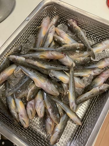 キスの釣果