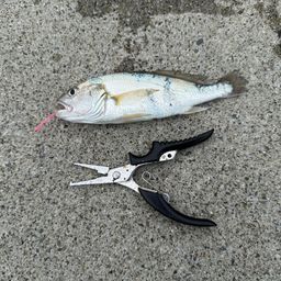 イシモチ