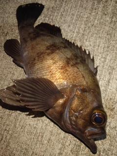 メバルの釣果