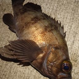 メバル