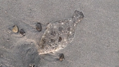 ソゲの釣果