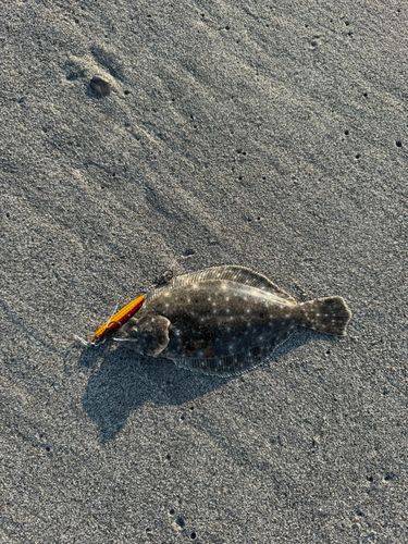 ソゲの釣果