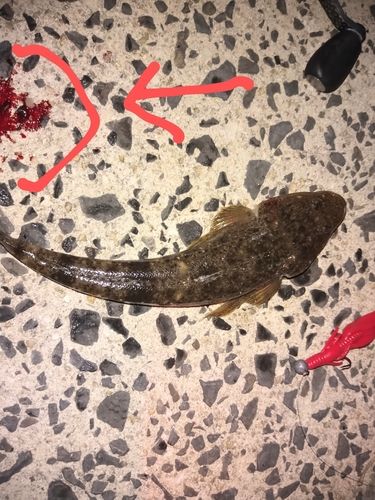 マゴチの釣果