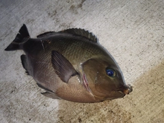 メジナの釣果