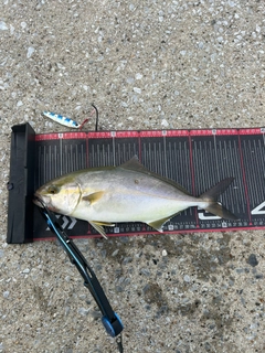 カンパチの釣果