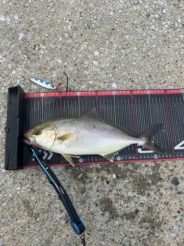 カンパチの釣果