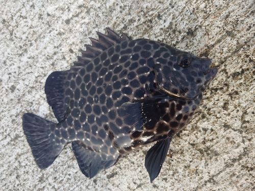 イシガキダイの釣果
