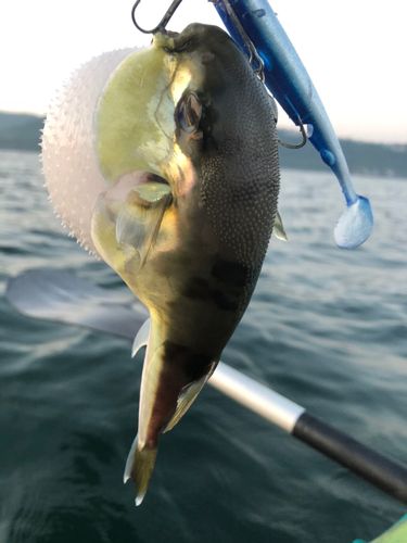 フグの釣果