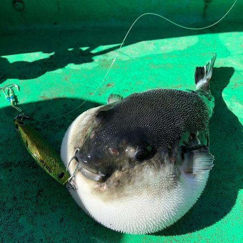 トラフグの釣果