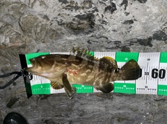 クエの釣果