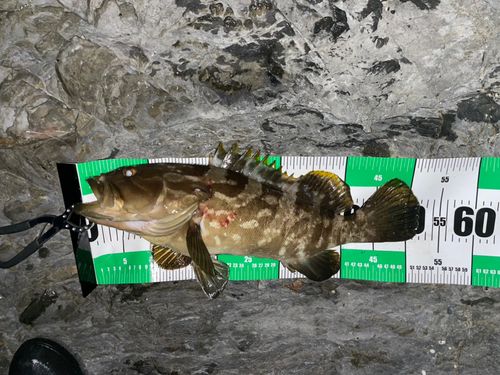 クエの釣果