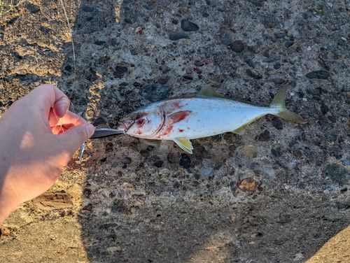 ワカシの釣果