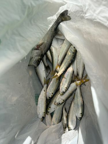 サッパの釣果