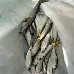サッパ