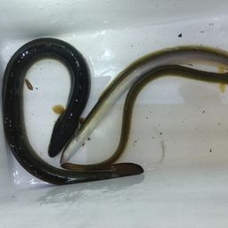 ウナギ