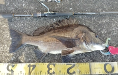 チヌの釣果