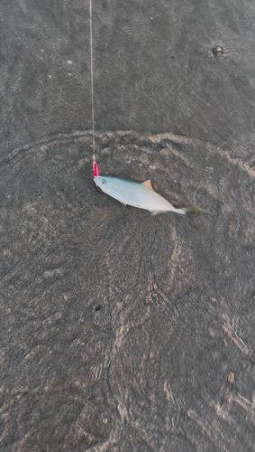 ワカシの釣果