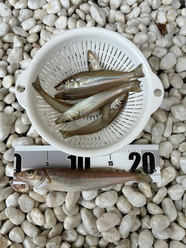 キスの釣果