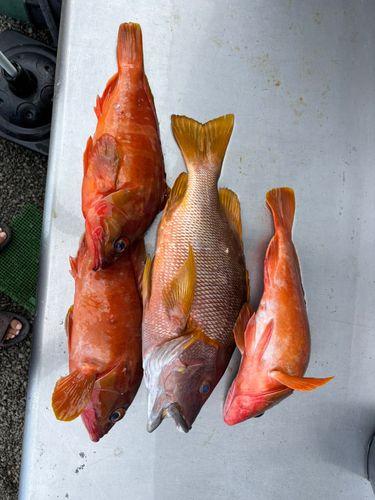 シブダイの釣果