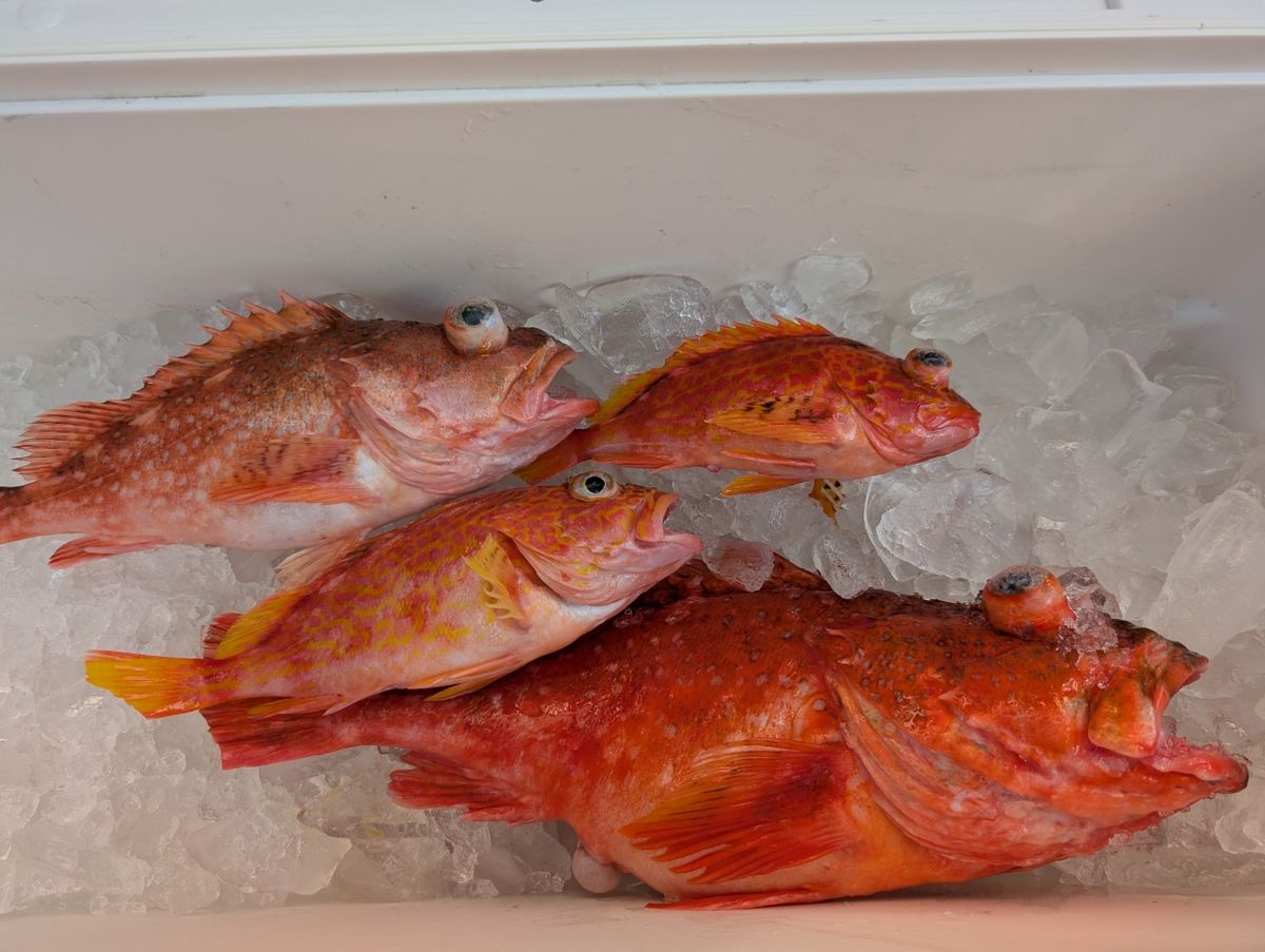 リリースサイズさんの釣果 3枚目の画像