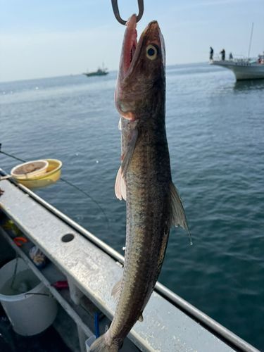 エソの釣果