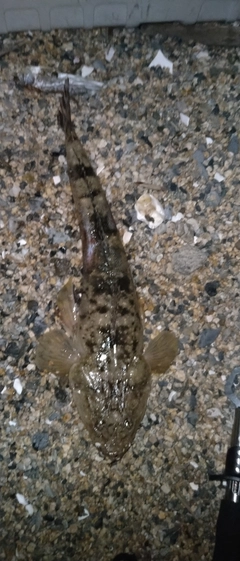 マゴチの釣果