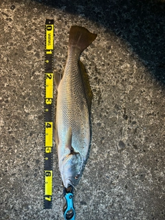 オオニベの釣果