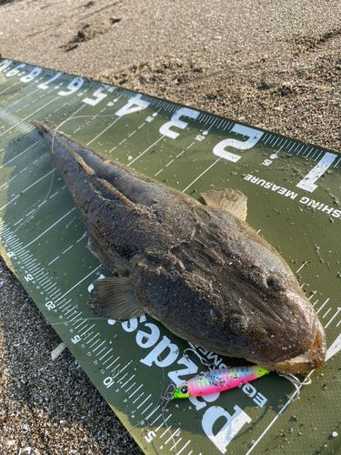 マゴチの釣果
