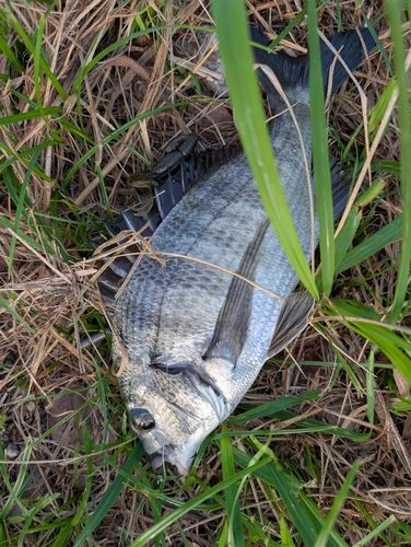 チヌの釣果