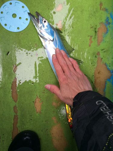 タチウオの釣果