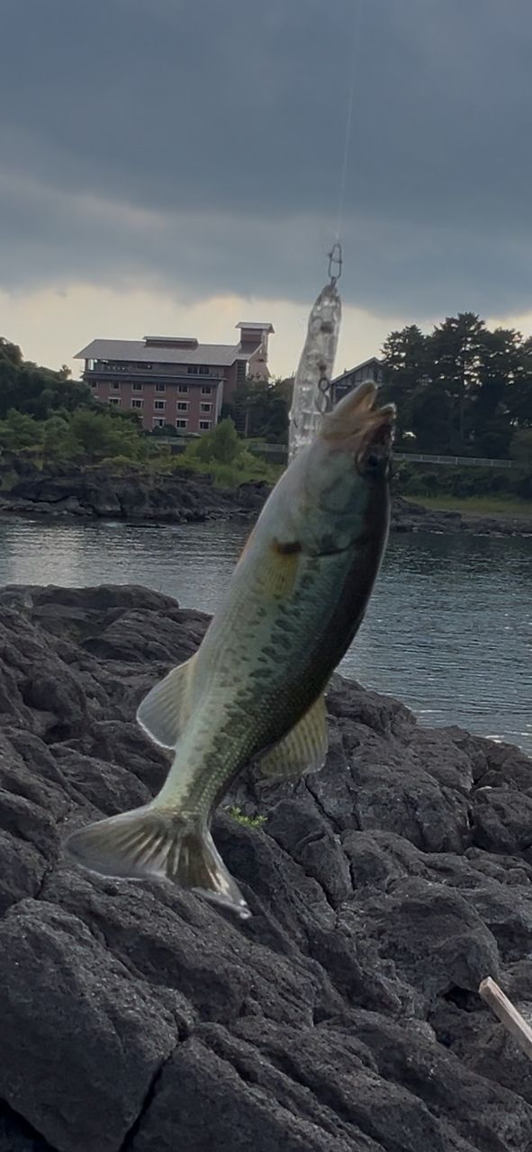 ラージマウスバス