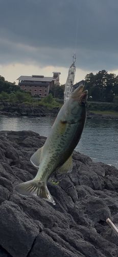ロイヤルワンド