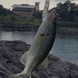 ラージマウスバス