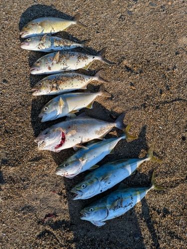 ショゴの釣果