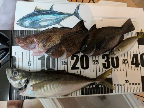 マアジの釣果