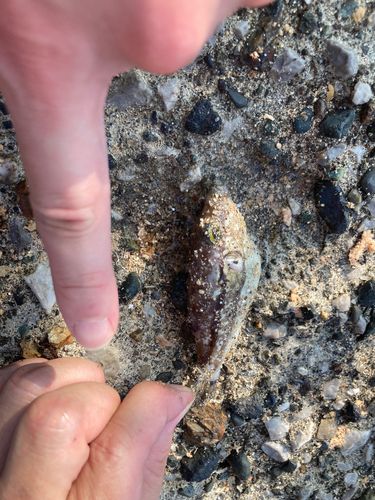 フグの釣果